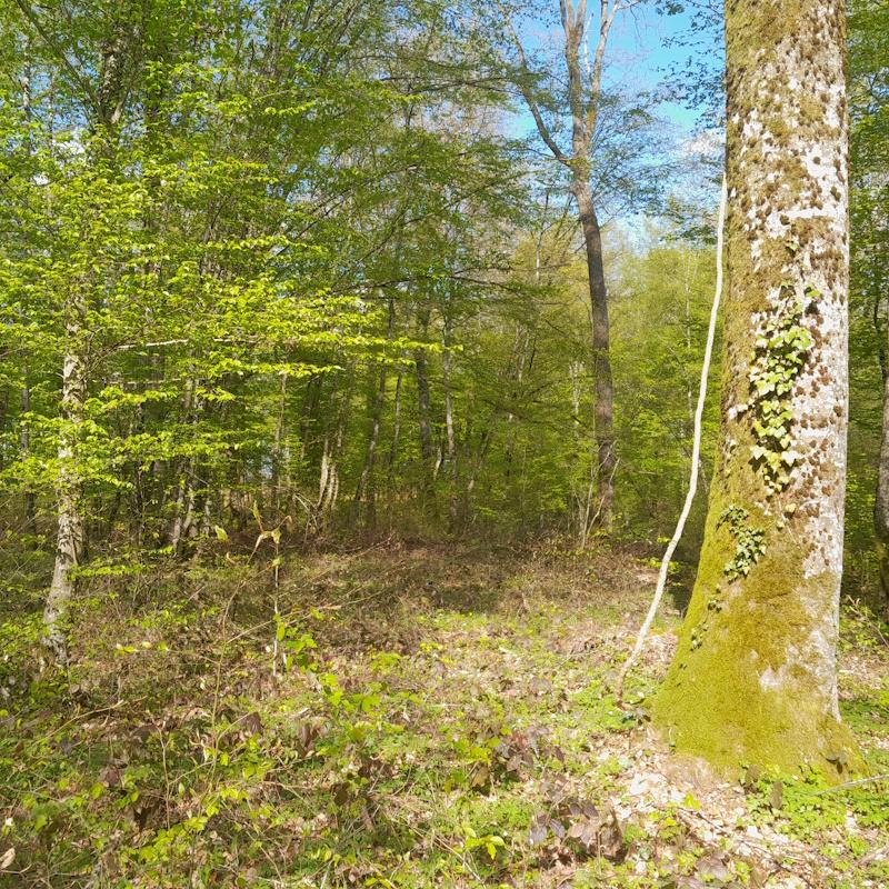Régénération naturelle sous un chêne