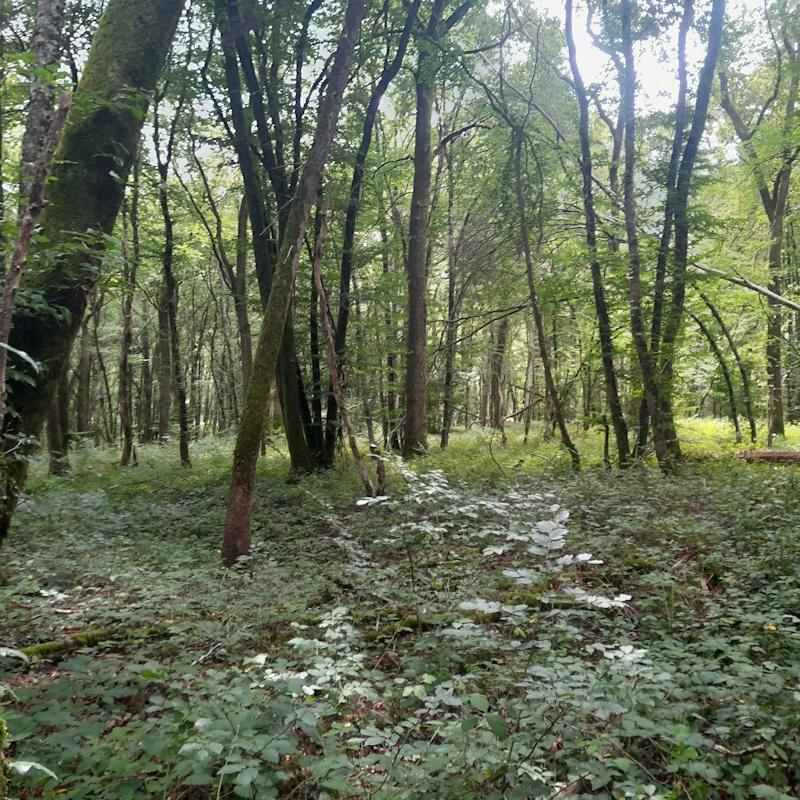 Sols forestiers riches dans la Nièvre