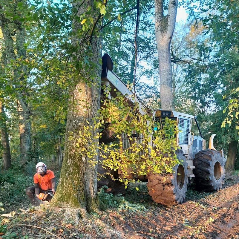Travail conjoint bucheron débardeur pour l'abattage d'un gros frêne de l'Abbaye de Citeaux