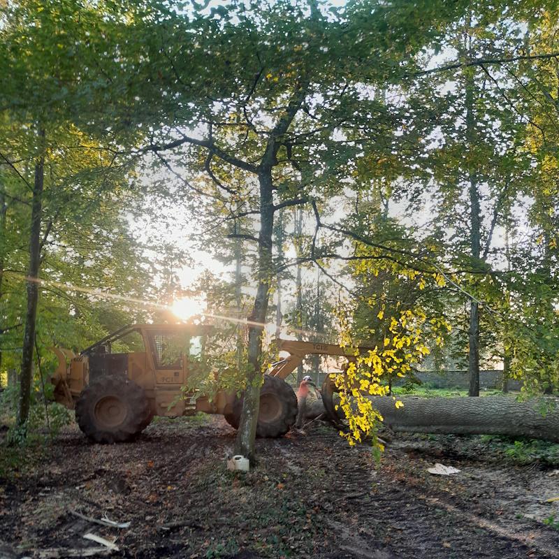 Découpe d'un gros frêne de l'Abbaye de Citeaux