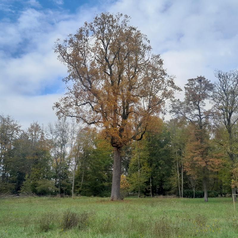 Le plus gros tulipier de Virginie de France à l'Abbaye Notre-Dame de Citeaux