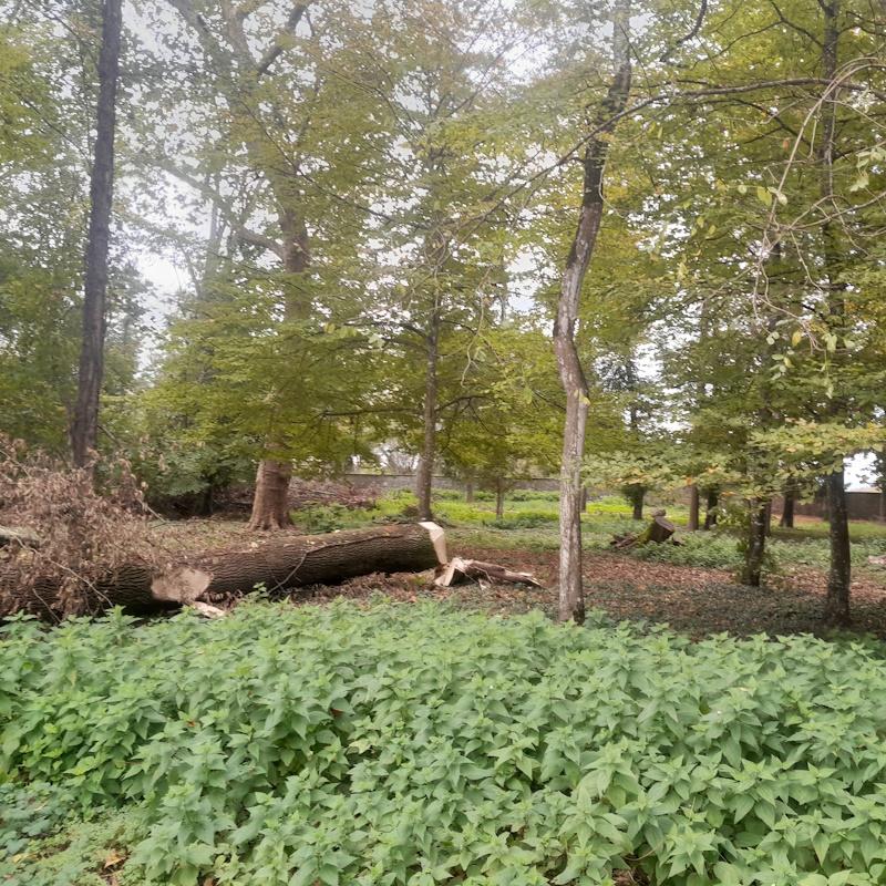 Abattage des frênes dépérissants