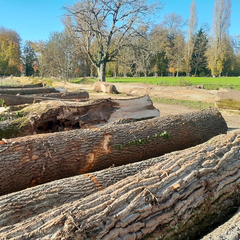 Grumes débardées dans le parc de l'Abbaye de Citeaux