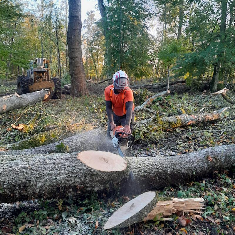 Abattage et débardage à l'Abbaye de Citeaux