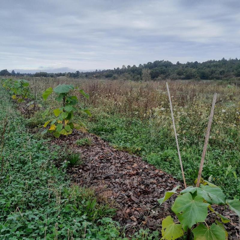 Plantation de paulownia Ouest