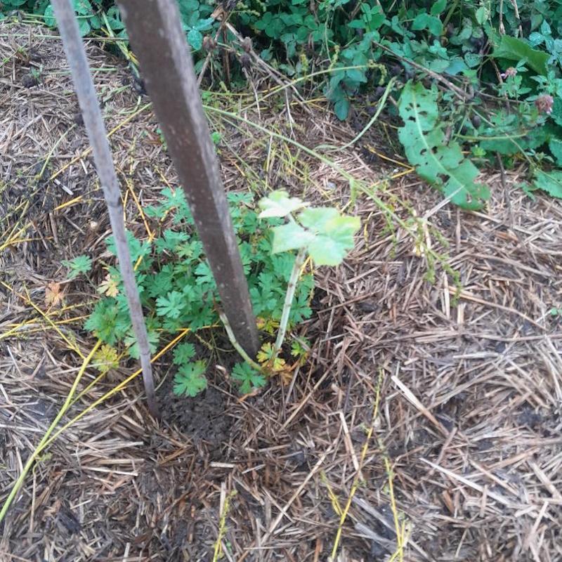 Plant de paulownia qui a gelé