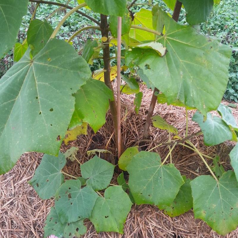 Plant de paulownia qui rejette