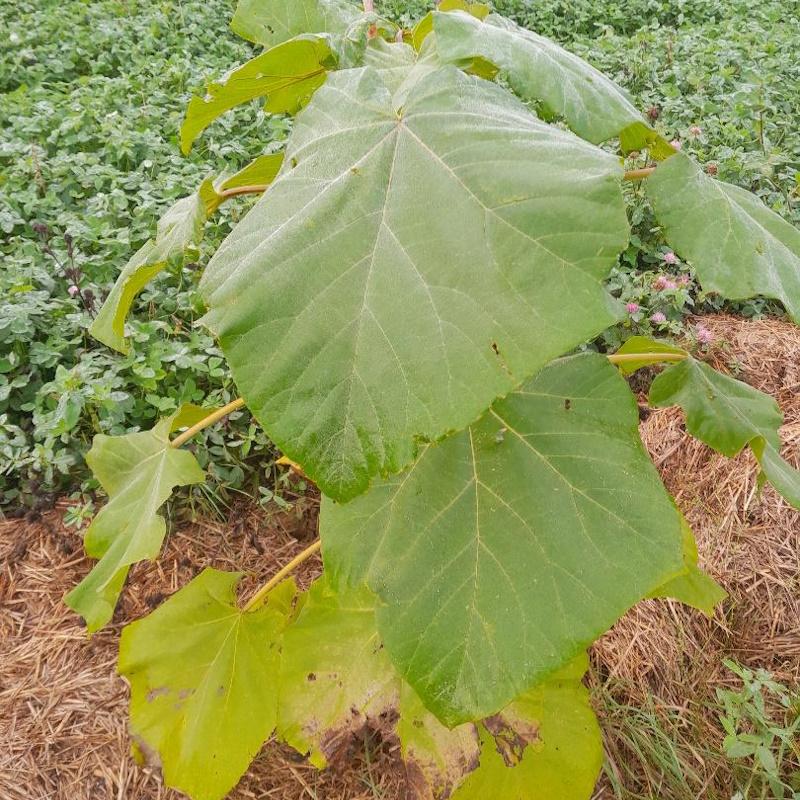 Plant de Paulownia de 1 an