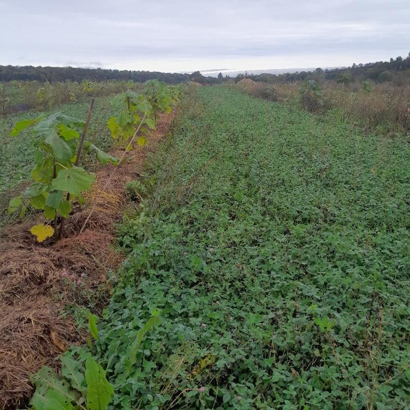 Plantation de paulownia avec du trèfle en interligne