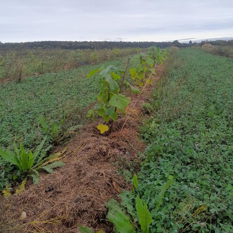 Plantation de paulownia paillée