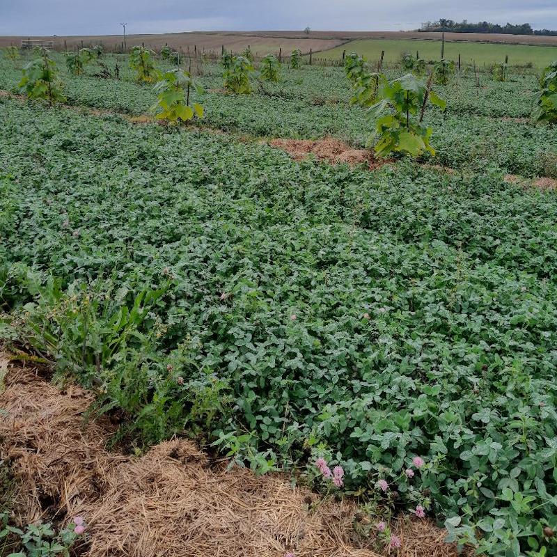 Plantation de paulownia Est
