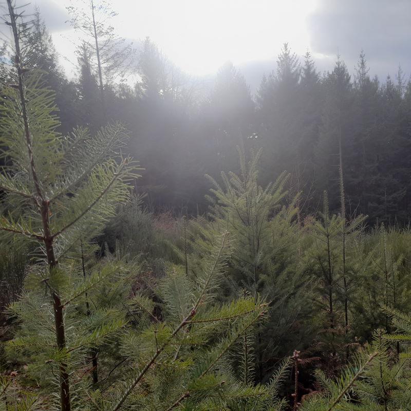 Une régénération naturelle de douglas