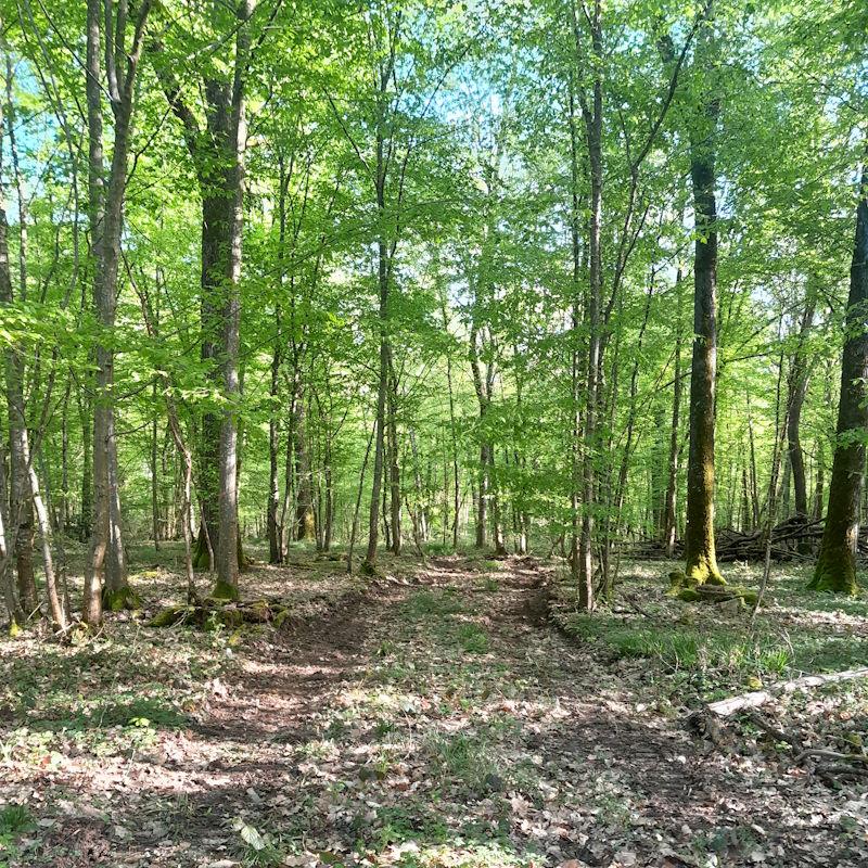 Un cloisonnement d'exploitation sillonne la forêt