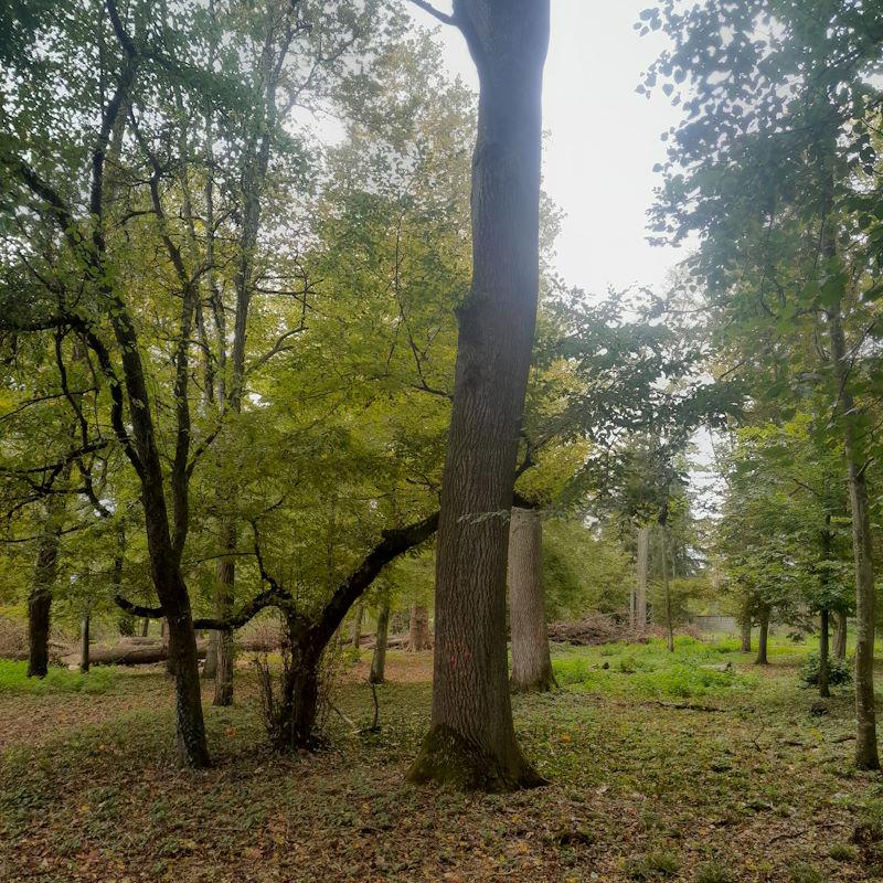Martelage de frênes en Bourgogne