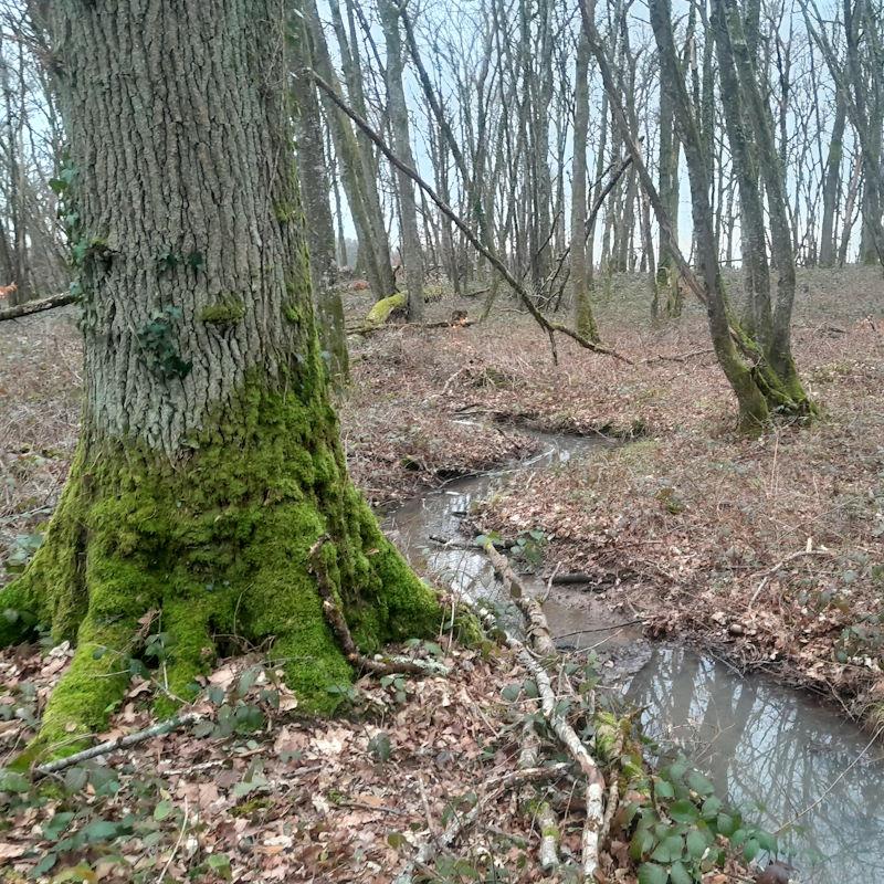 Un ruisseau coule en forêt