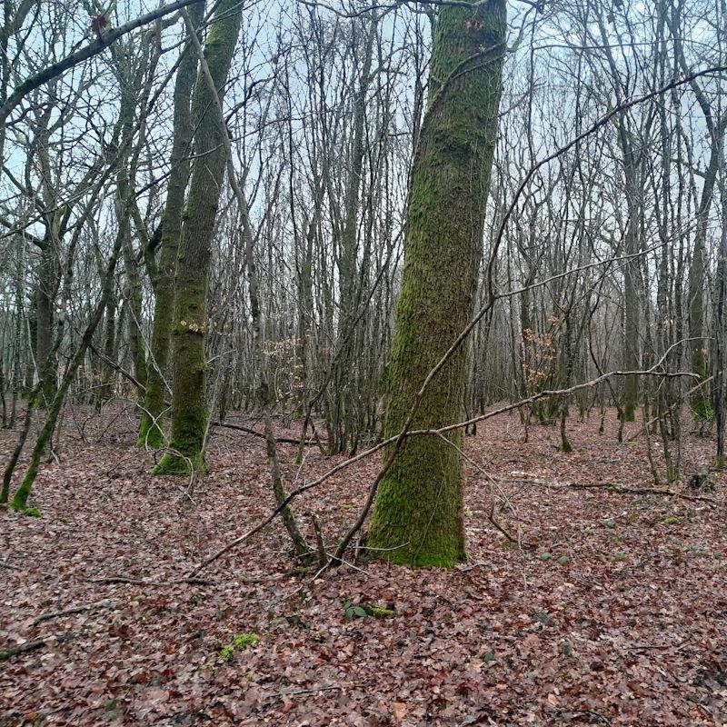 Un taillis avec réserves ou mélange futaie taillis