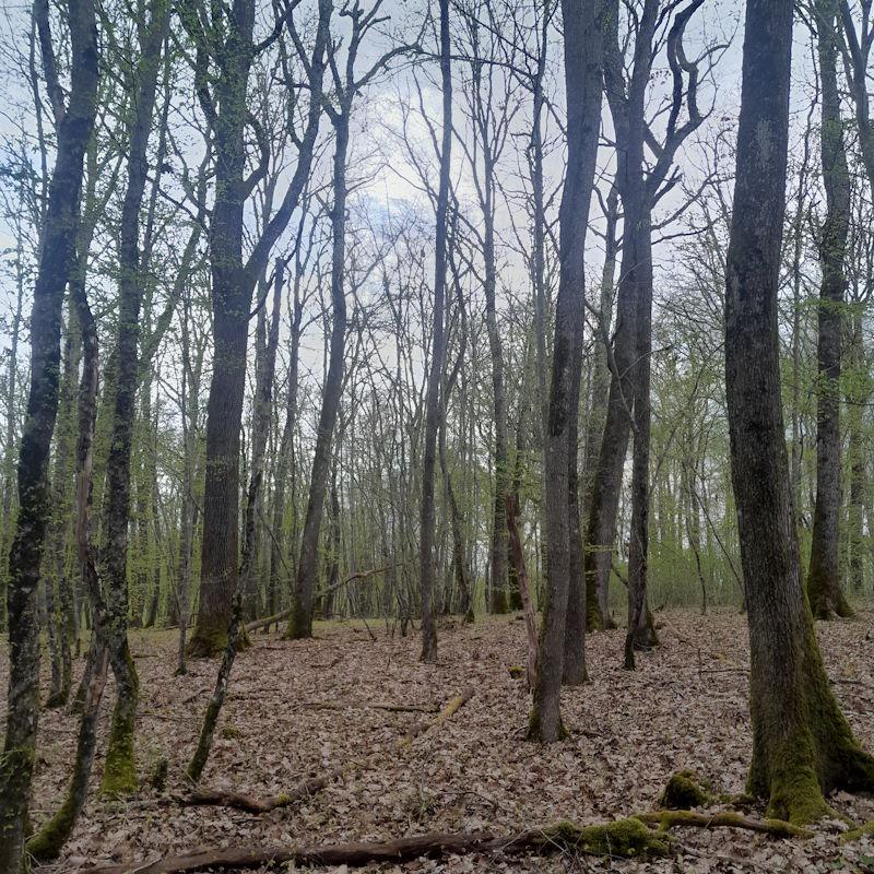 Une jeune futaie de chênes