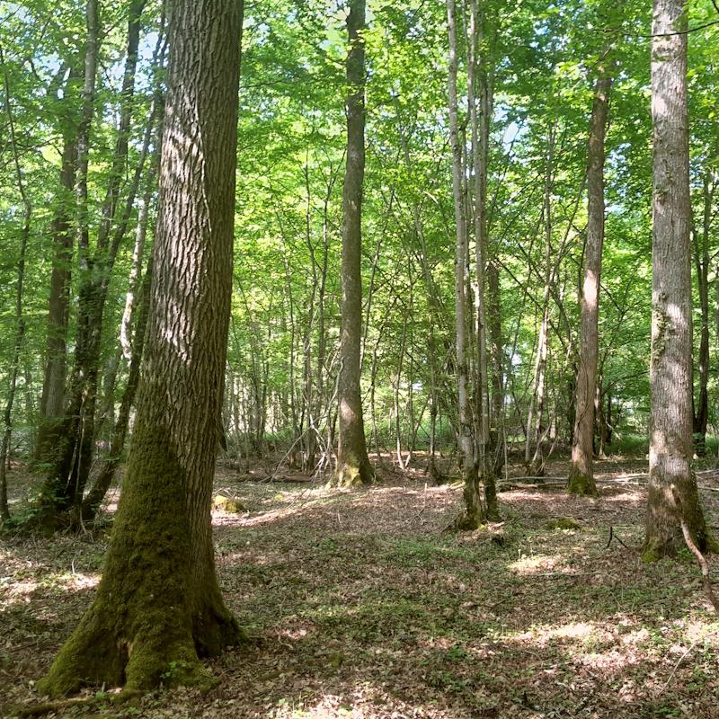 Belle forêt bourguignonnes en mélange futaie taillis