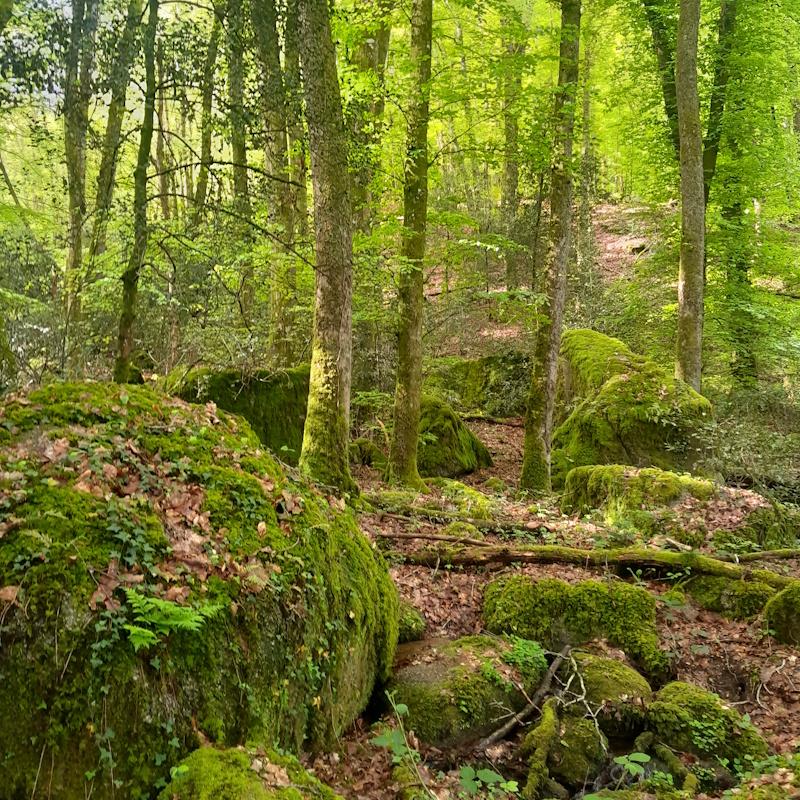 Forêt du massif d'Uchon et ses chaos rocheux
