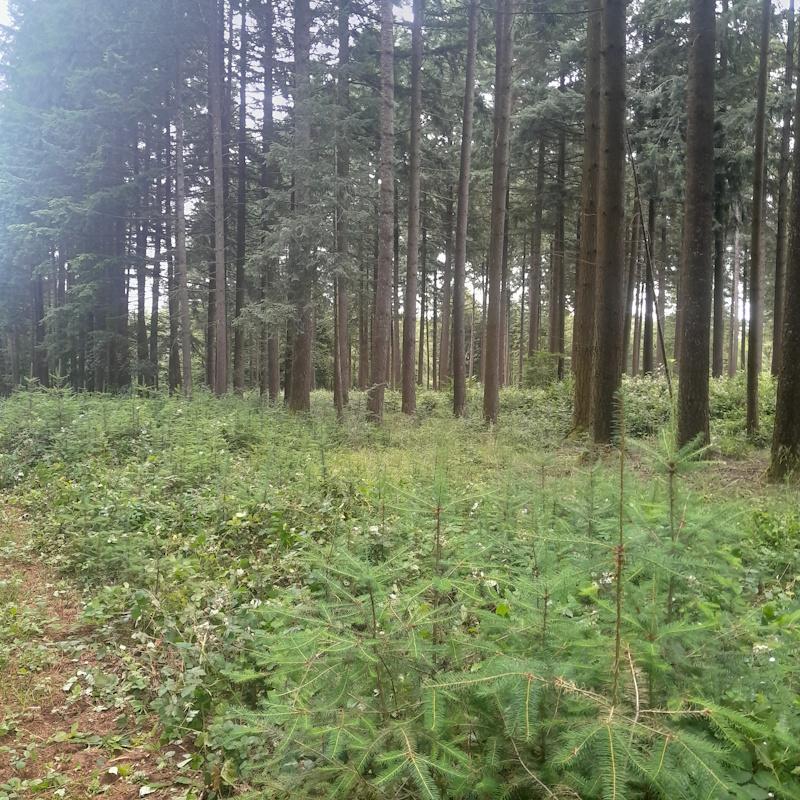 Vieux douglas et jeune régénération naturelle