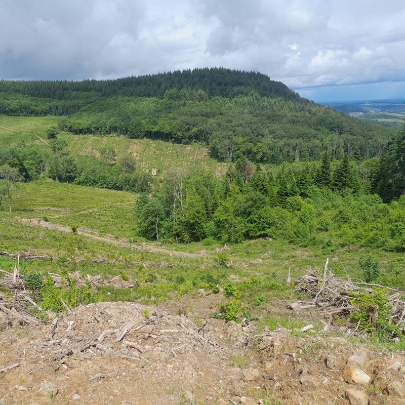 Peuplements de tous âges dans une forêt