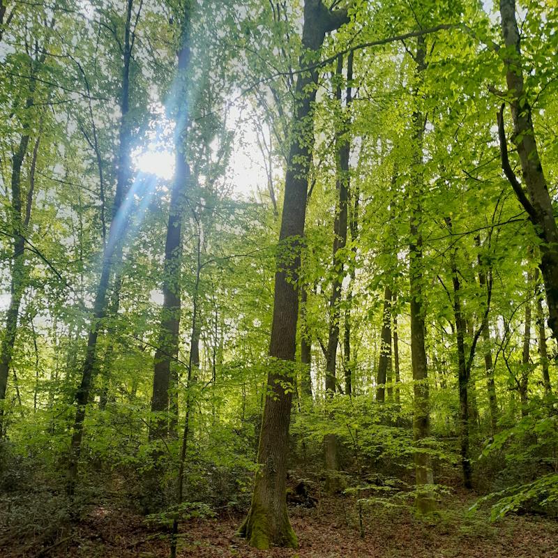 Belle futaie de chênes et de hêtres