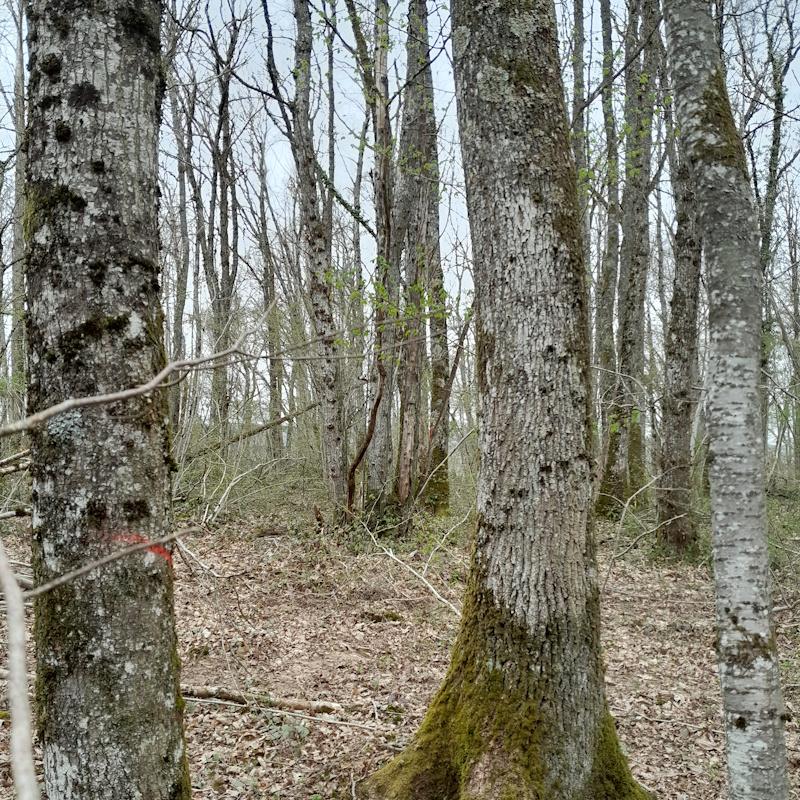 Mélange futaie taillis marqué