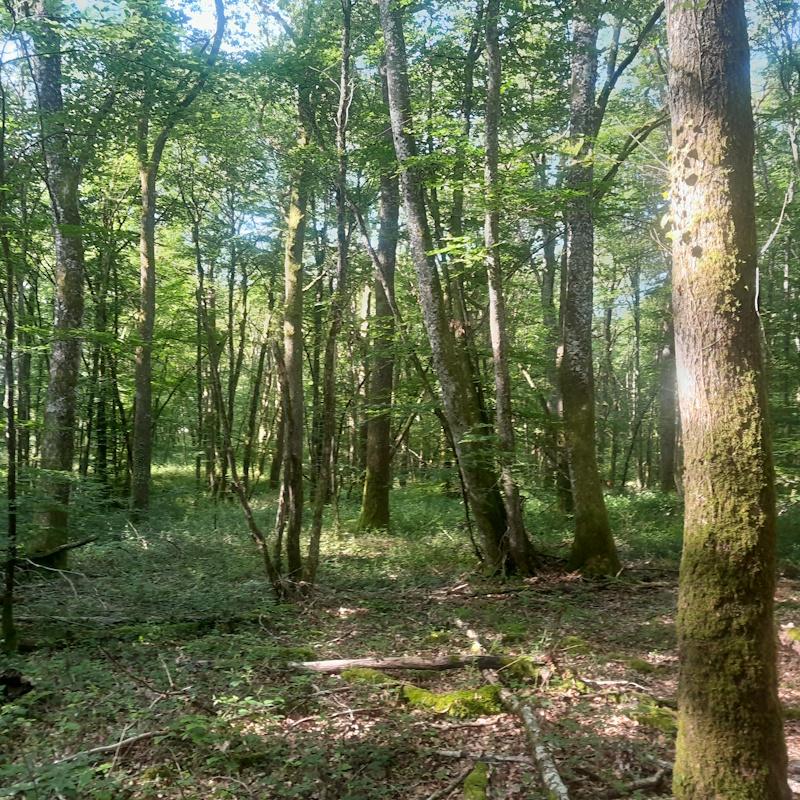 Décision des directives de gestion pour un PSG