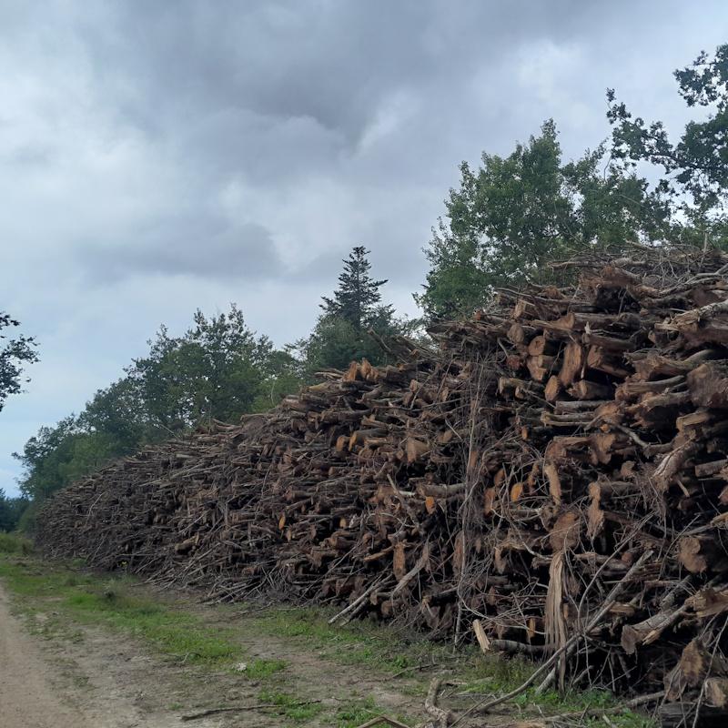Exploitation d'une coupe de bois prévue dans un PSG