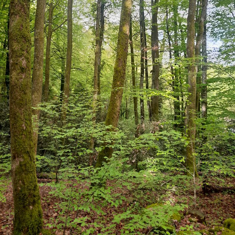 Futaie irrégulière de chênes et hêtres