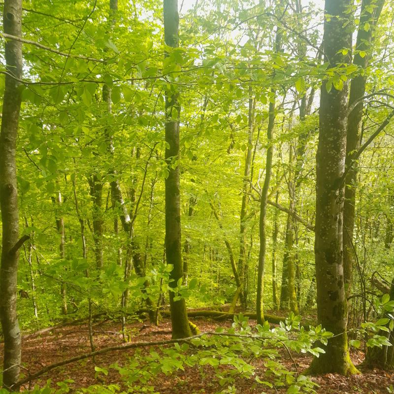 Futaie irrégulière de hêtres