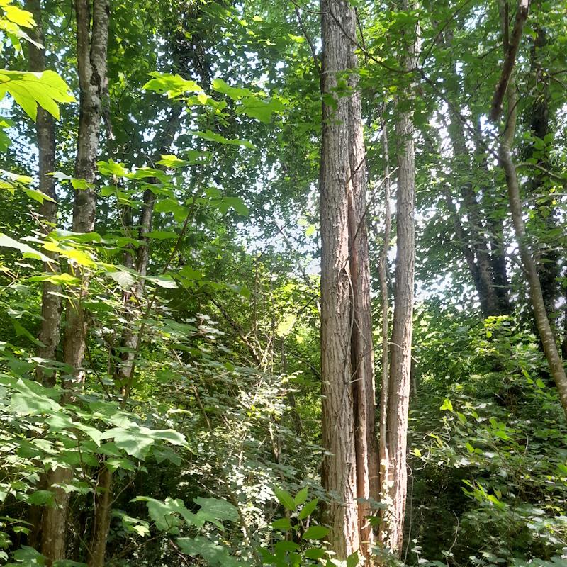 Futaie irrégulière feuillue