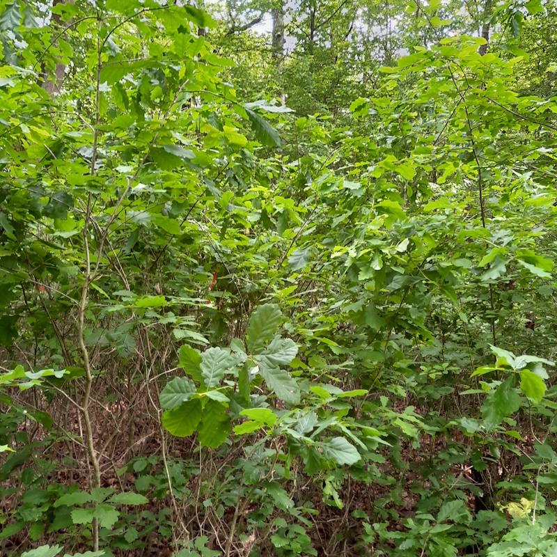 Jeune régénération naturelle de chênes