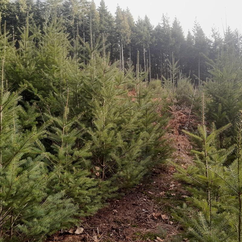 Jeune régénération naturelle de douglas