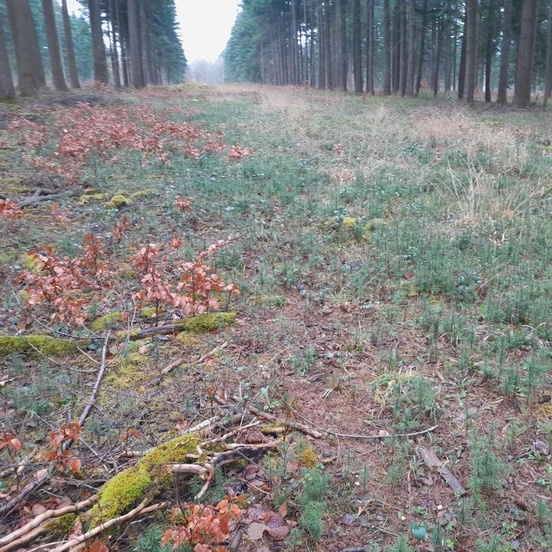 Jeune régénération naturelle de douglas