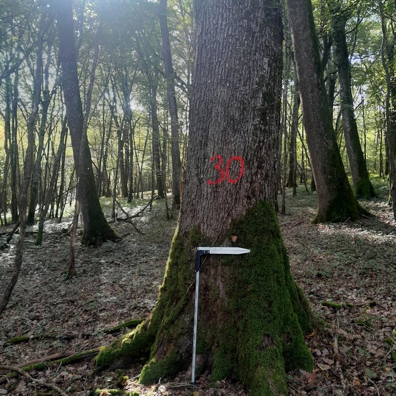 Martelage d'un gros chêne, prévu dans le programme de coupes et travaux