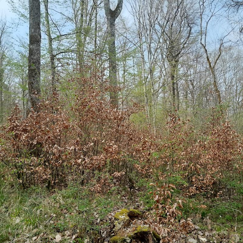 Régénération naturelle de chêne en futaie irrégulière