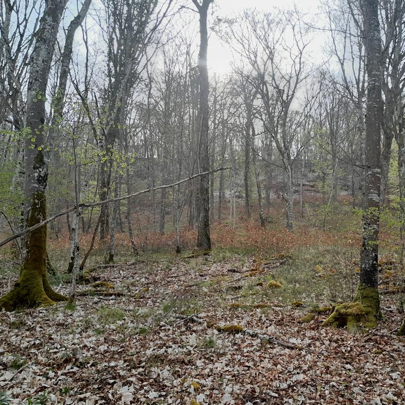 Régénération naturelle de hêtres en futaie irrégulière