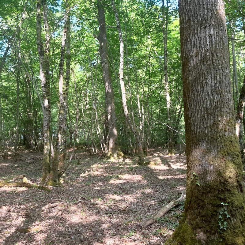 Visite d'une forêt pour la rédaction d'un PSG