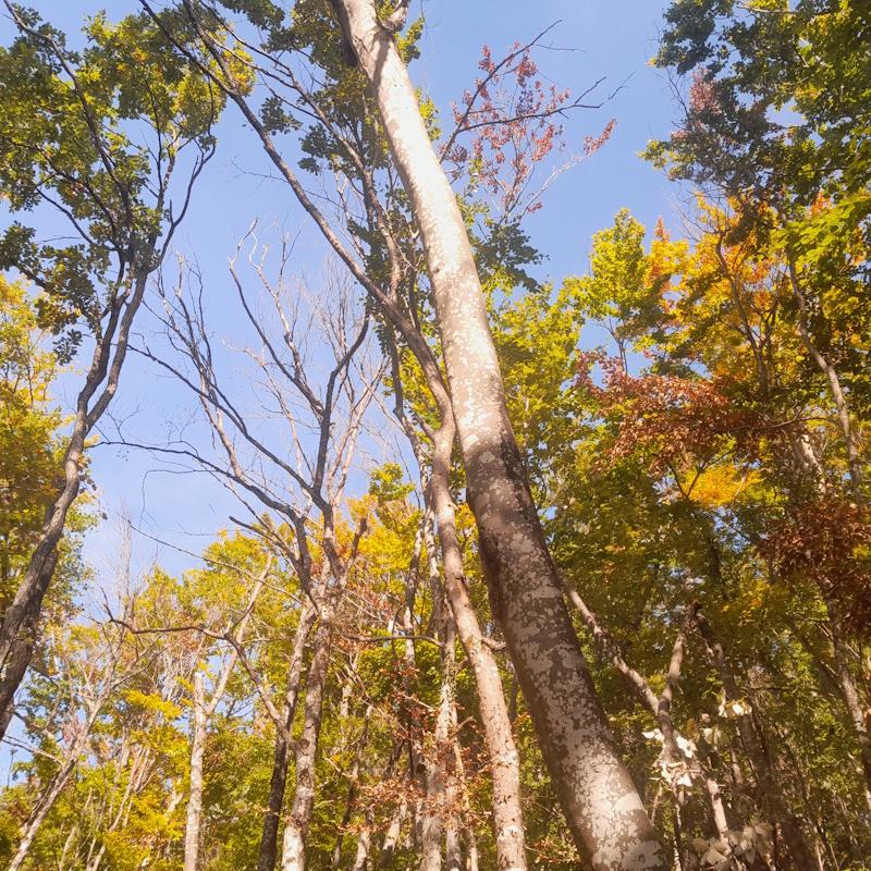 Estimation de hêtres verts et dépérissants