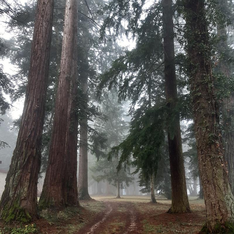 Estimation de vieux sequoias et douglas