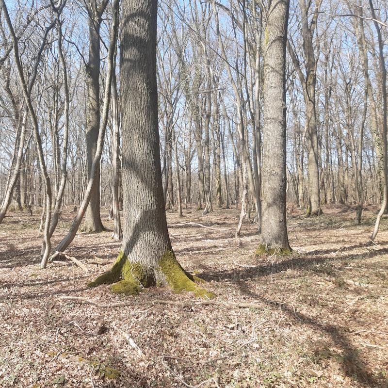 Conversion d'un mélange futaie taillis en futaie régulière de chênes