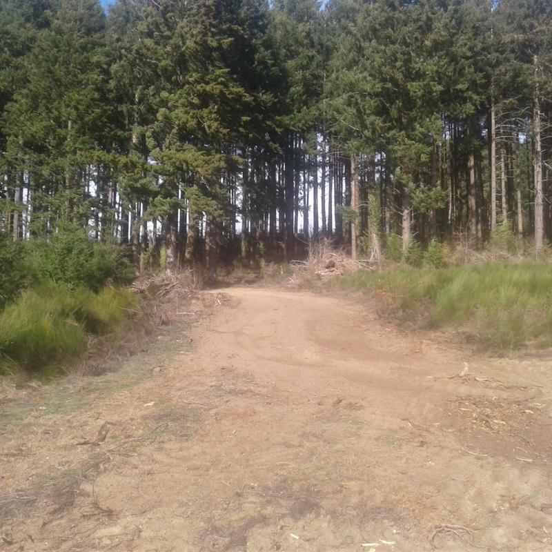 Futaie régulière de douglas