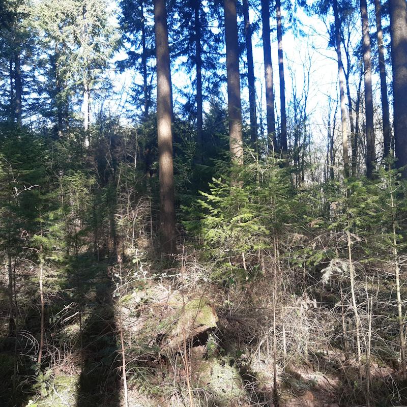 Régénération naturelle de douglas en futaie régulière