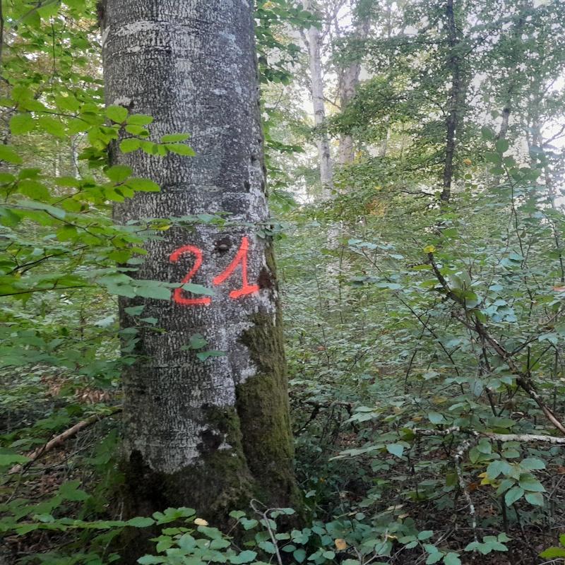 Estimation de hêtre, régénération naturelle