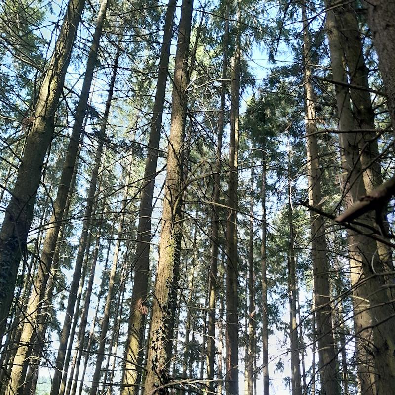 Futaie régulière de douglas à branchaison fine