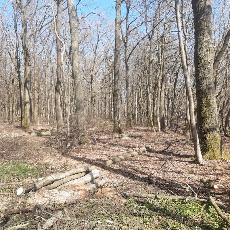 Conversion d'un mélange futaie taillis de chêne en futaie régulière
