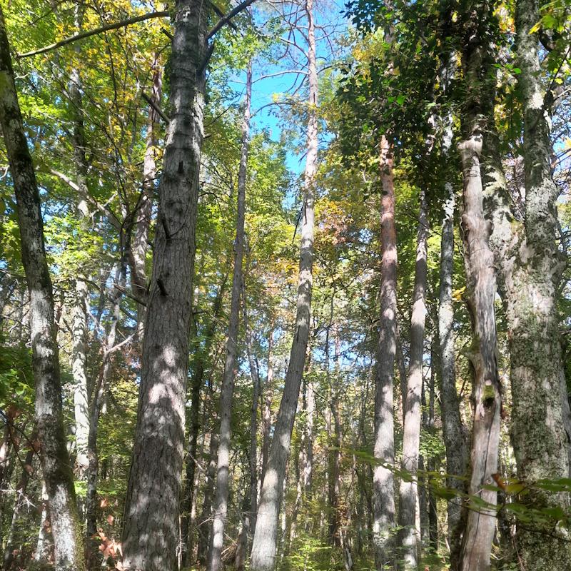 Estimation de pins et feuillus