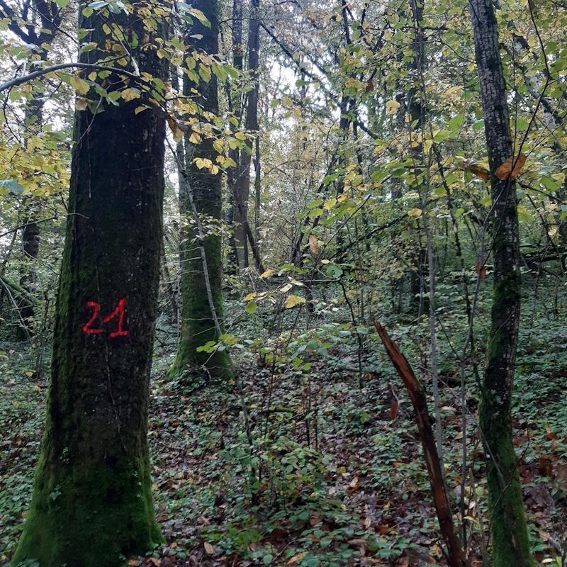 Estimation de chênes