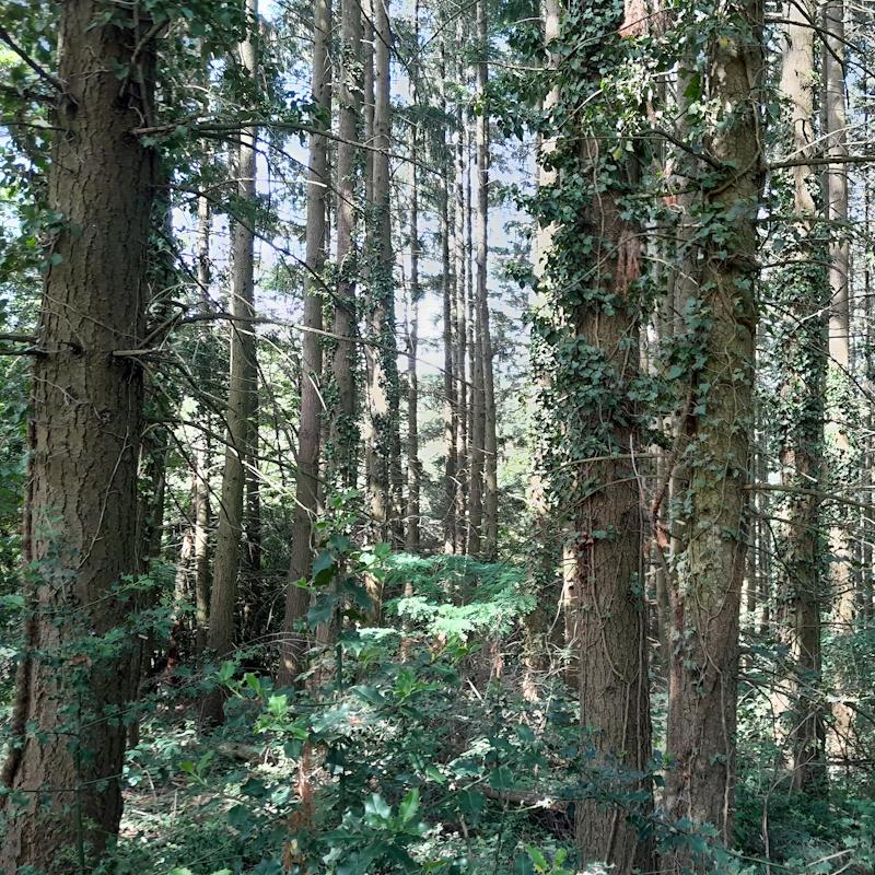 Futaie régulière de douglas colonisée par le feuillu
